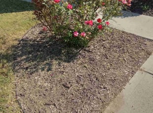Weeding by Lee Rickett for Amy A. in Charlotte, NC