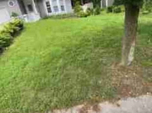 Edouard W.'s Lawn Mowing service result
