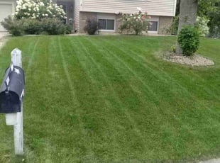 Nurton M.'s Lawn Mowing service result