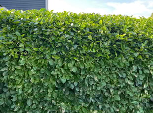 Bush Trimming by Justin Eballar for Janis S. in Virginia Beach, VA