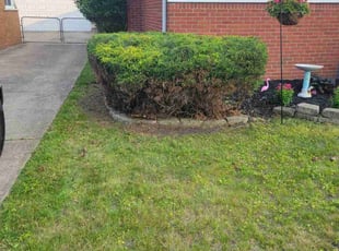 Bush Trimming by Chris M for Jailyn W. in Taylor, MI