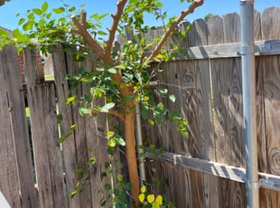 Bush Trimming by Isaac Porras for Frances D. in Oklahoma City, OK