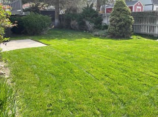 Dennis H.'s Lawn Mowing service result