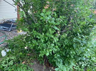 Bush Trimming by Jonah Fussman for Minh p. in Denver, CO