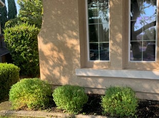 Bush Trimming by Jonathan Allen for Patti D. in Roseville, CA