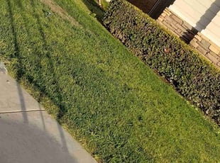 Bush Trimming by Shane Thiel for Vinay G. in Rancho Cucamonga, CA