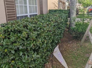 Bush Trimming by Christie Brito for Christina N. in Sanford, FL