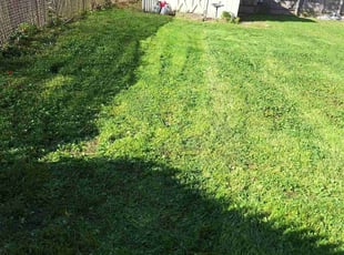 Stephen C.'s Lawn Mowing service result