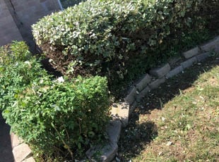 Bush Trimming by Simon Diamond for Letrecia M. in Dallas, TX