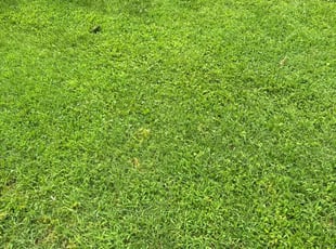 DeAriaus W.'s Lawn Mowing service result