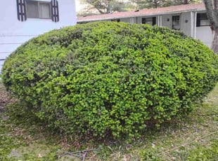 Bush Trimming by David Rodriguez for Linda k. in Belleville, IL