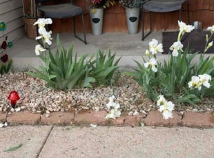 Cleanups by Diego Arango for Jennifer F. in Denver, CO