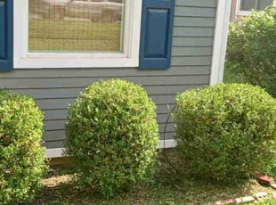 Bush Trimming by Lance Reynolds for Ellie J. in Roeland Park, KS