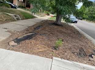 Weeding by Anthony Keahey for David s. in Denver, CO