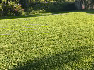 Kimberly V.'s Lawn Mowing Service service result