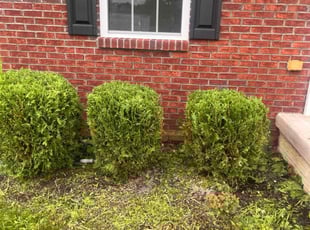 Bush Trimming by Dwayne Galloway for Aaron F. in Groveport, OH