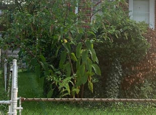 Bush Trimming by Paul Wright for La Nita H. in Washington, DC