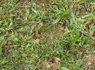 Aeration by Carlos Zelaya for Dina b. in Woodbridge, VA