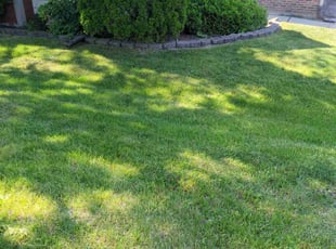 Anthony M.'s Lawn Service service result