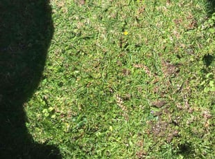 Leaf Removal by Christopher Brown for Alfred R. in West Bloomfield Township, MI