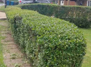 Bush Trimming by Marlon Hardman for Raynee G. in Pittsburgh, PA