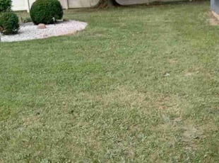 Danielle D.'s Lawn Mowing Service service result