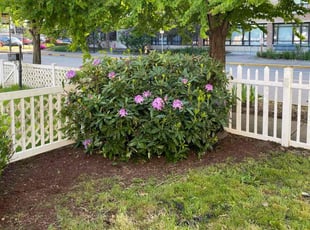 Bush Trimming by Jay Chavez for Douglas G. in Auburn, WA