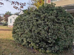 Bush Trimming by Michael Starnes for Praneeth N. in Norfolk, VA