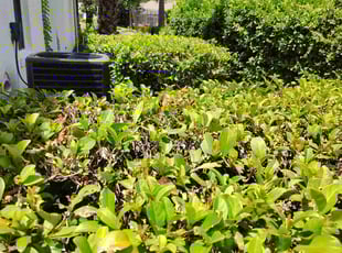 Bush Trimming by Vernon Simpkins for Janet P. in Mount Dora, FL