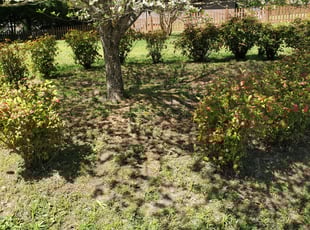Leaf Removal by Alberto Sandoval for Deirdre T. in Marietta, GA