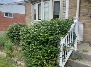 Bush Trimming by Nathaniel Turnbow for Matthew P. in Cincinnati, OH