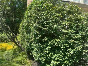 Bush Trimming by Leonardo Feliciano for Prasanna D. in Columbus, OH