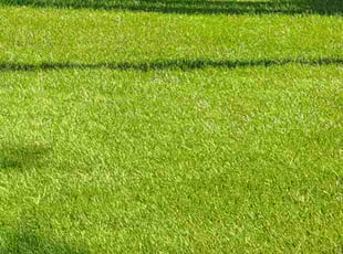 Cheryl R.'s Lawn Maintenance service result