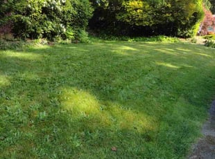 Elizabeth P.'s Lawn Service service result