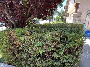 Bush Trimming by Andrew Perez for Mohamed T. in Antioch, CA