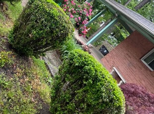 Bush Trimming by Maria Morais for kathleen d. in Adelphi, MD