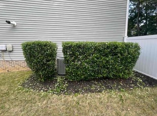 Bush Trimming by Michael Abate for Anthony S. in Holly Springs, NC