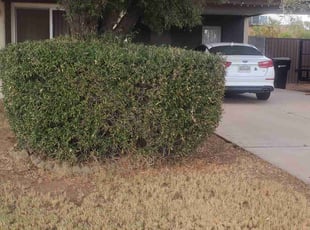 Bush Trimming by Chris Hawk for Rowland P. in Phoenix, AZ