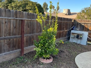 Weeding by Raul Breceda for Jodi A. in Fresno, CA