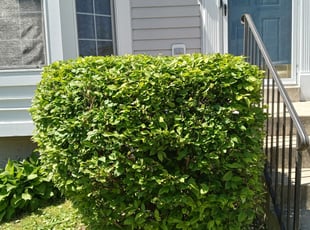 Bush Trimming by Ronnell Leak for Sheree G. in Hyattsville, MD