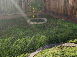 James C.'s Lawn Mowing service result