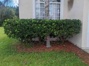 Bush Trimming by Robert Dixon for Rachel F. in Kissimmee, FL