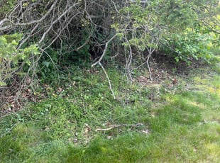 Cleanups by Andrew Paul for Drew M. in East Hartford, CT