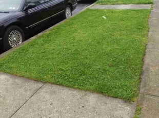 Brandon Y.'s Lawn Mowing service result