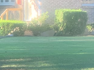 Jennifer G.'s Yard Cutting service result