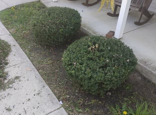 Bush Trimming by Tyrone Wilkins for Amanda B. in Bowie, MD