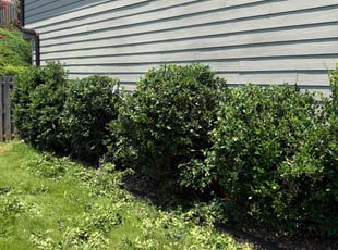 Bush Trimming by B J for Patricia G. in McDonough, GA