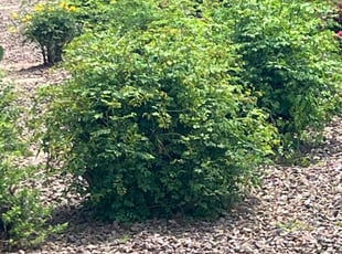Bush Trimming by Lavelle Thompson for Shawn W. in Peoria, AZ