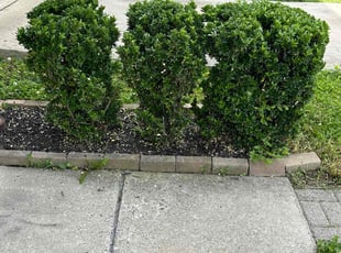 Bush Trimming by Jonathan Villatoro for Niki A. in Frederick, MD