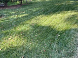 Shelly G.'s Lawn Mowing service result